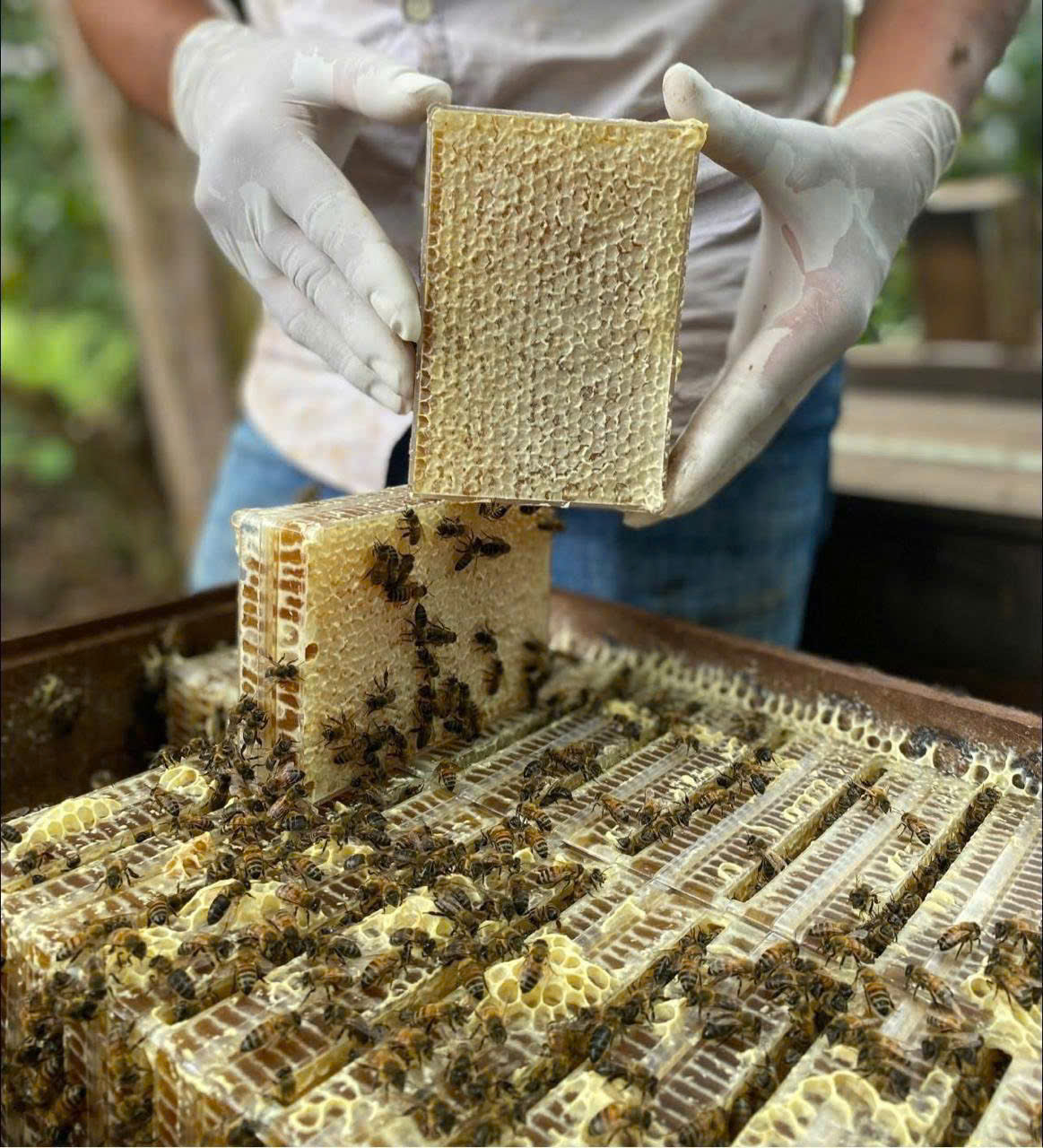 Mật Ong Mật Ong - Ảnh 2