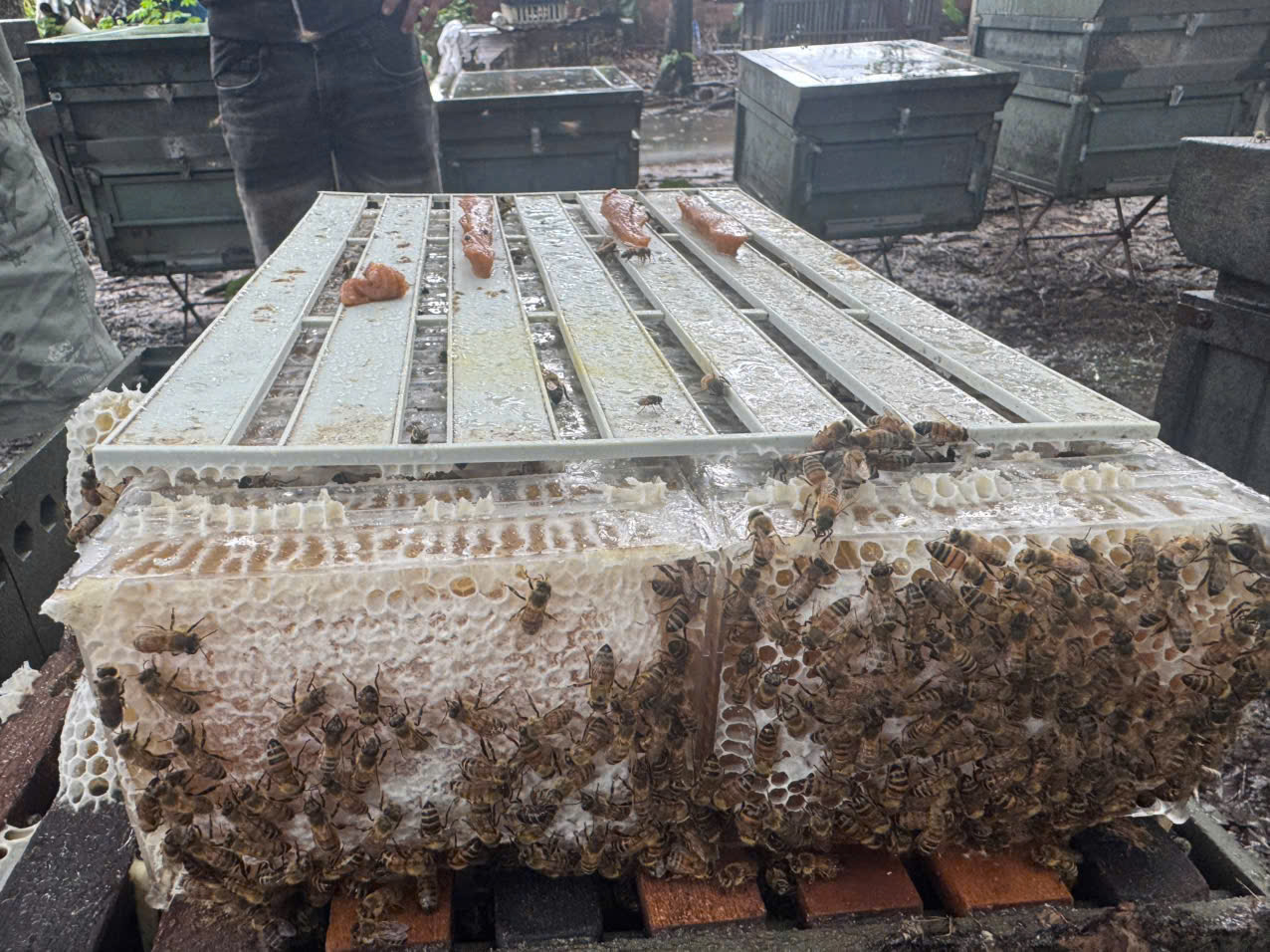 Mật Ong Mật Ong - Ảnh 3