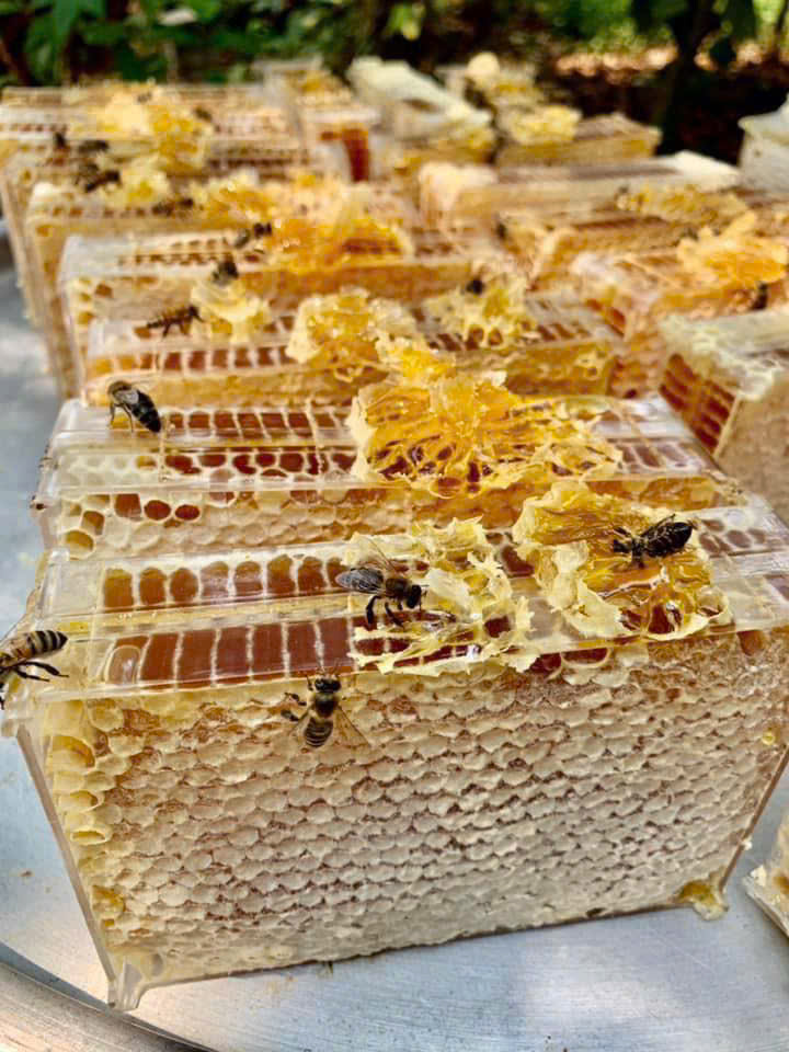 Mật Ong gen n z7110529011539 35024740e185116f6912b7544e268682